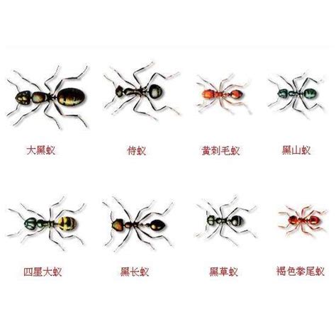 陰樹陽樹種類 家裡有大螞蟻
